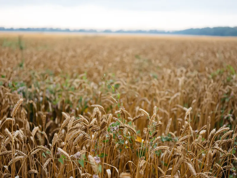 Жёлтые поля, летнее голубое небо, высокие деревья на заднем плане