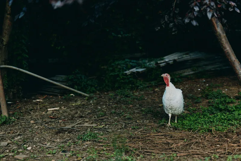 White turkey, domestic turkey, adult turkey, bird standing in shaded rural backyard, calm and alert, walking on dirt and grass near trees, farm animal portrait for agriculture.