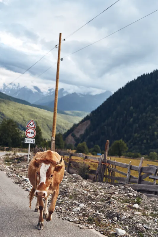 Cow walking along a rural road in a mountain valley, wooden fence and power lines, dramatic cloudy sky, picturesque farm scene, tranquil countryside atmosphere.