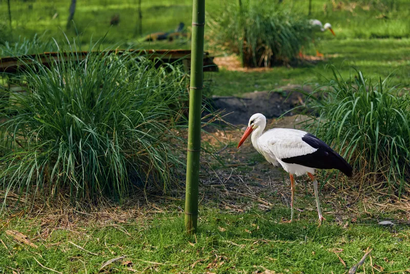 Stork bird white standing in green grass near bamboo stalk in wetland, orange beak and black wing feathers visible, foraging peacefully in natural habitat with reeds and soft sunlight.