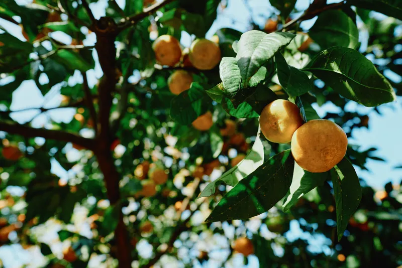 Apricot tree branches heavy with ripe fruit bathed in sunlight, green leaves and golden fruit create a warm harvest scene for agriculture, farming, and seasonal abundance.