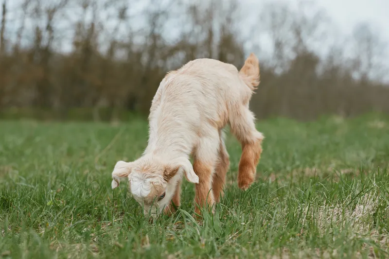 A curious goat kid grazes in a sunlit meadow, nose to grass, exploring the pasture while a gentle breeze moves across the field. A lifestyle scene that highlights outdoor play, rural life, and