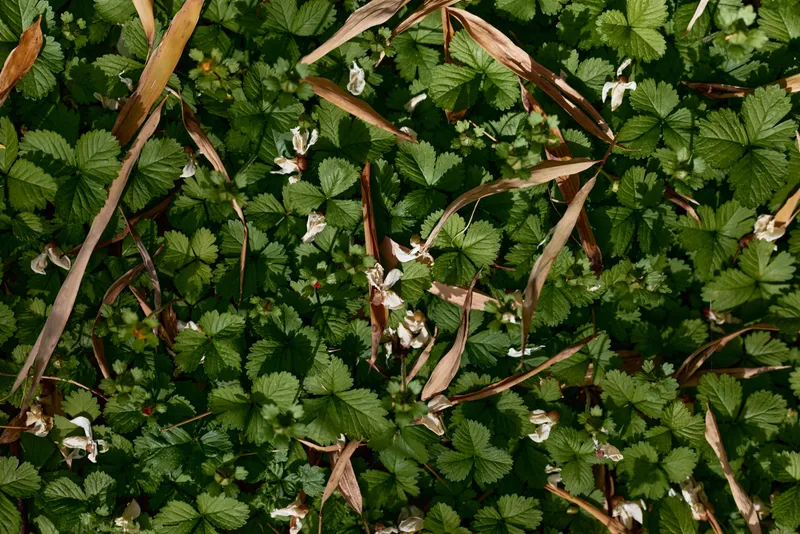 Wild strawberry leaves and tiny white flowers form dense groundcover in green foliage, natural meadow floor with dried grass and sunlight creating textured botanical background.
