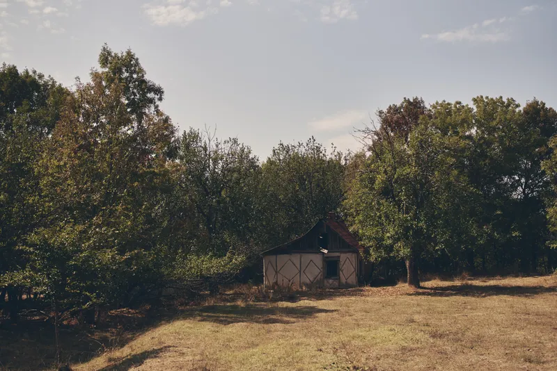 Сельские деревья в поле, природа, солнце, лето