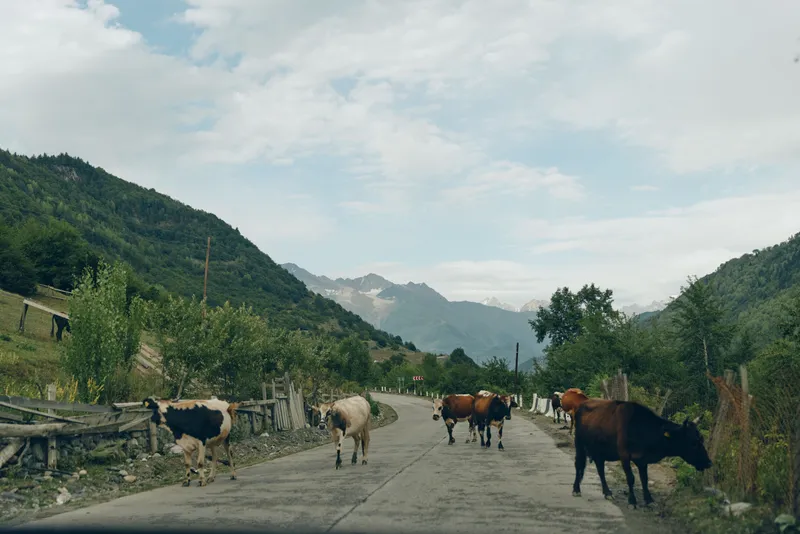 Cows rural road mountains herd village pasture landscape, cattle crossing rustic lane with authentic countryside and inclusive mood