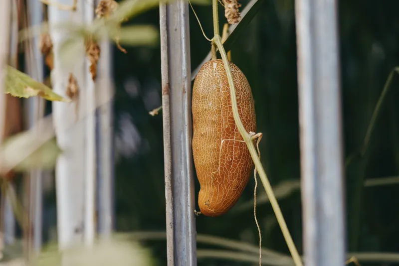 Gourd hanging gourd on vine against metal fence in garden, dried gourd pod with textured brown skin, closeup botanical detail and rustic outdoor still life seasonal seedpod.