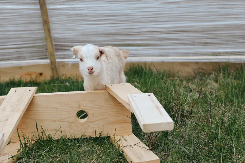 Goat kid explores a rustic wooden frame in a grassy yard. Outdoor scene with soft sunlight, natural textures, and playful curiosity. A wholesome moment of nature, growth, and rustic life.