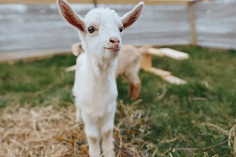 A curious goat kid stands in a sunny outdoor yard, ears perked, gazing at the camera. A warm lifestyle scene highlighting playful, gentle farm life and animal companionship in a rustic setting.