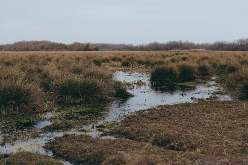 Wetland marsh nature landscape with grass and reeds, shallow water puddles in outdoor field under cloudy sky, wide horizon, early spring colors, tranquil wet soil, ecological habitat.