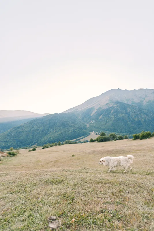 Dog in landscape walking across grassy meadow with rolling mountain backdrop at sunrise. Lone white dog on open field evokes peaceful nature, rural calm and wide outdoor scenery.