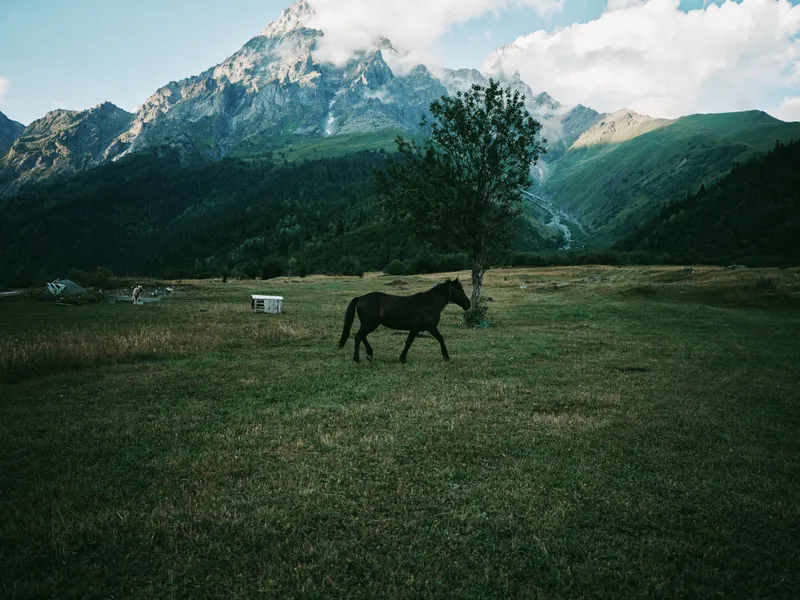 Horse grazing in a wide pasture with a lone tree and distant mountains, a tranquil countryside landscape under soft clouds and gentle light