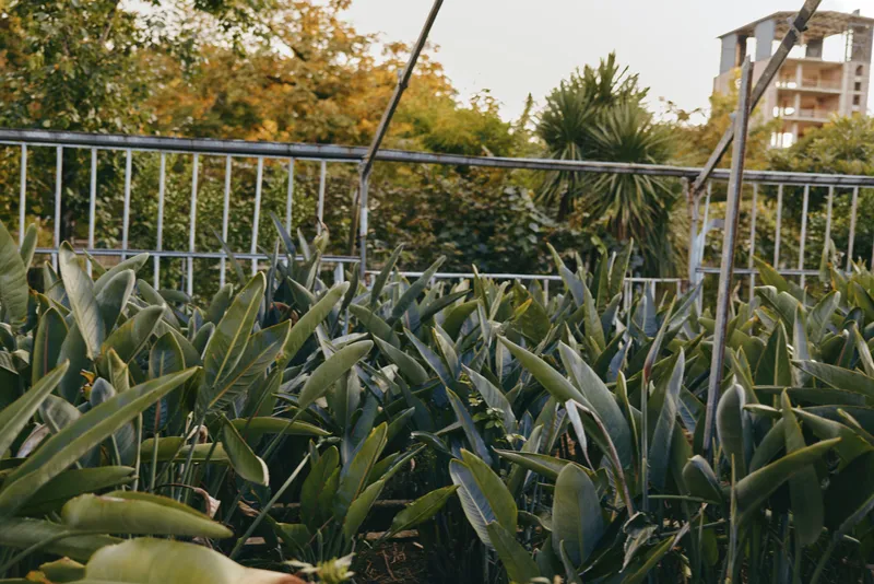 Tropical plants, plant nursery, greenhouse, urban garden, banana leaves, balcony garden: dense tropical plants in a small urban greenhouse nursery with banana leaves, metal railing and soft morning