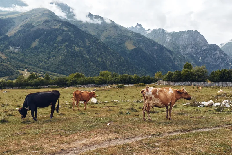 Cows grazing on mountain pasture meadow with rural landscape