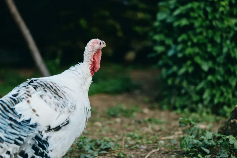 Turkey, adult turkey, male turkey, farm bird walking in backyard among green foliage in a rural garden. White plumage and red wattle visible as the bird stands alert, outdoor agriculture scene.