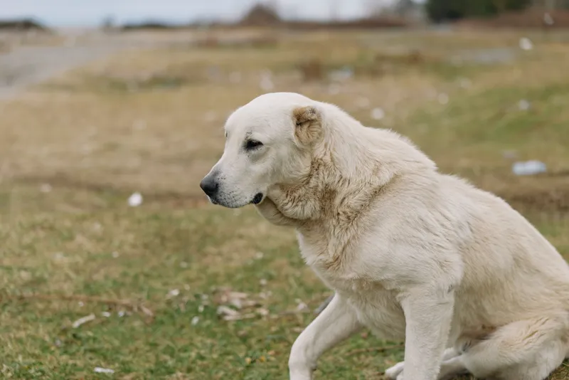 Dog walking across a grassy field in a calm outdoor scene, light coat and focused expression, natural moment of canine exploration in open space.