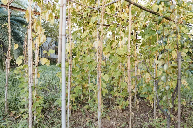 Trellis of climbing bean vines in a backyard garden supported by bamboo poles and string, green leaves cascading in a tropical outdoor setting, rustic vertical farming scene.
