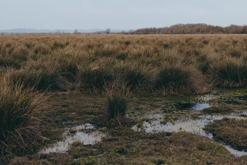 Landscape nature meadow grassland rural field overcast calm scene with dry grass and shallow water pools, distant horizon and cloudy sky, quiet countryside lifestyle for travel outdoor