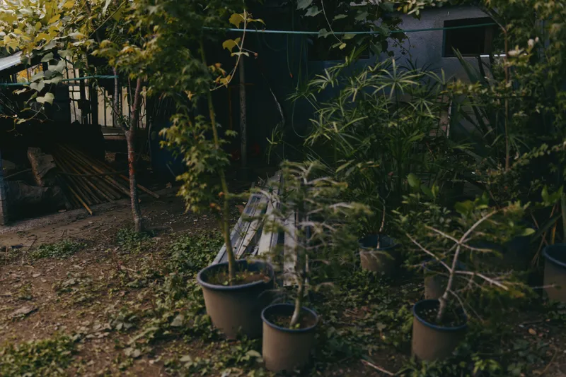Potted plants and foliage in a cluttered backyard with terracotta pots and ceramic containers, leaning wooden ladder on soil, shaded overgrown garden bed, rustic outdoor nursery and plant care scene