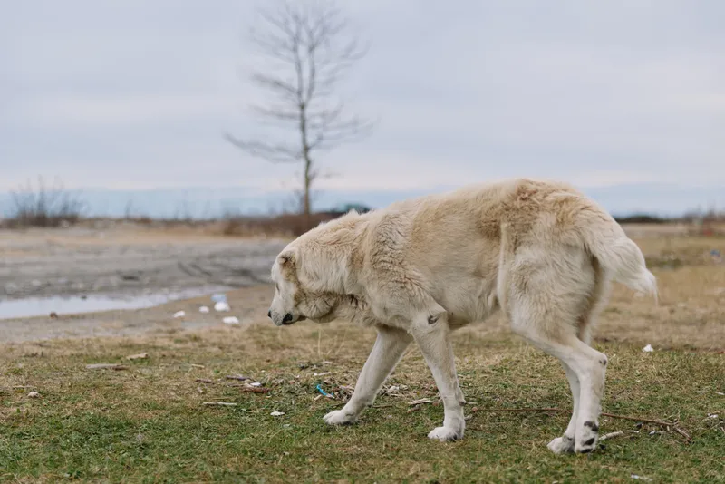 Dog, canine, animal, outdoor, field, walking, lonely, beige fur, tail, landscape, grass, horizon, tree, calm daylight in a rural open setting