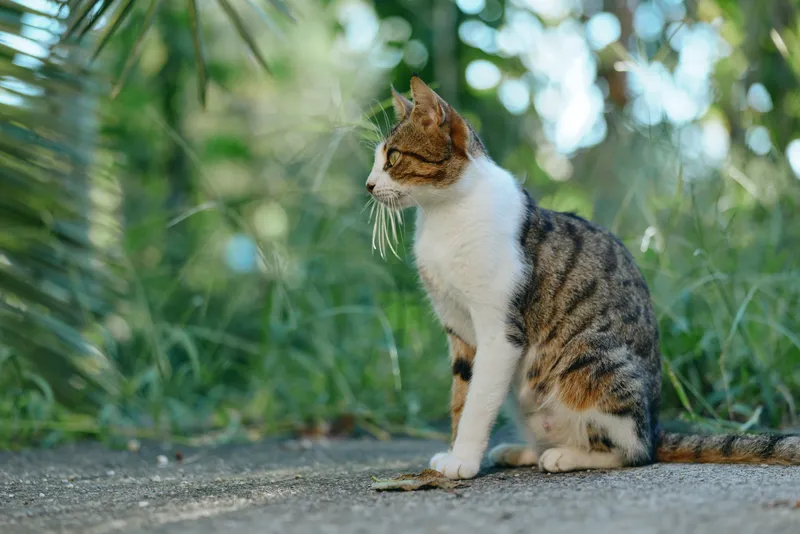 A calm cat sits on a paved path beside lush greenery, gazing forward with quiet curiosity in a sunny outdoor scene.