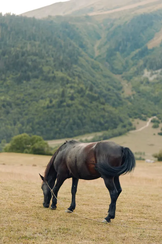 A black horse grazes in a wide meadow beneath rolling hills and a clear sky, creating a tranquil rural scene with graceful movement and peaceful atmosphere.