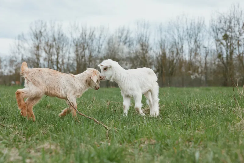 Two goat and kid meet in a rural field, a kid playfully noses a white goat, surrounded by grass and open pasture, capturing a natural animal interaction moment.