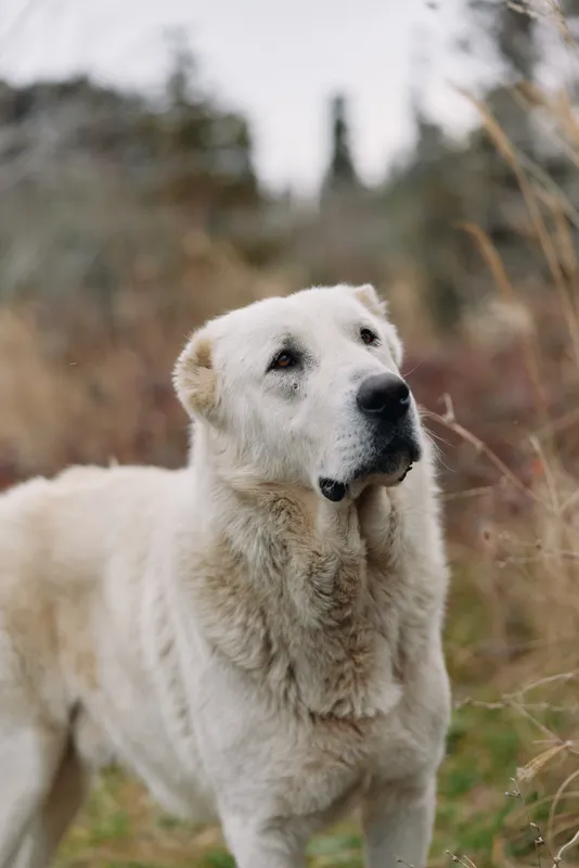 White dog portrait in an outdoor field with a calm canine and soft fur, attentive gaze under natural light. Closeup style capturing serene presence against a simple natural backdrop