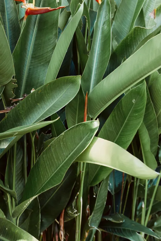 Close-up of broad green leaves forming a dense tropical backdrop, highlighting natural texture, calm mood, and lifestyle use for decor and wellness.