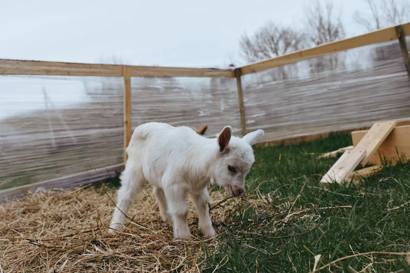Playful goat kid outdoors in a rustic farmyard, nibbling straw, sunlight on white fur, wooden fence backdrop, carefree moment, natural colors, candid rural lifestyle.