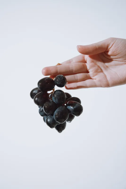 Крупный план руки, держащей черный виноград на белом фоне