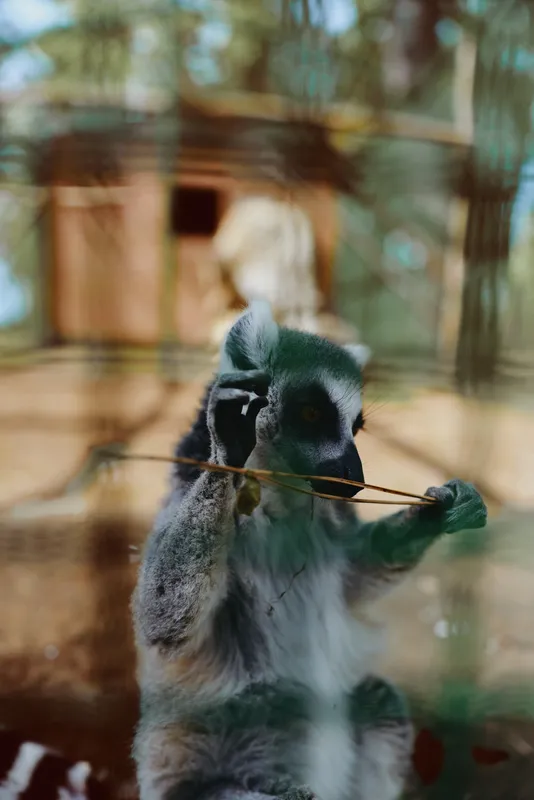 Lemur primate wildlife zoo animal sitting hands enclosure, ring-tailed mammal holding a twig against glass, curious face and whiskers in blurred habitat background at closeup portrait.