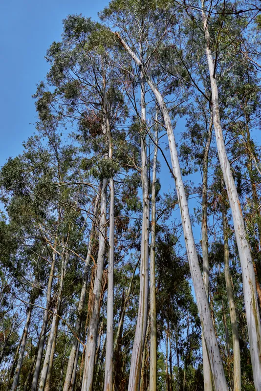 Trees eucalyptus forest canopy and blue sky with tall trunks reaching upward, sunlight filtering through foliage in a serene nature scene, vertical timber grove landscape.