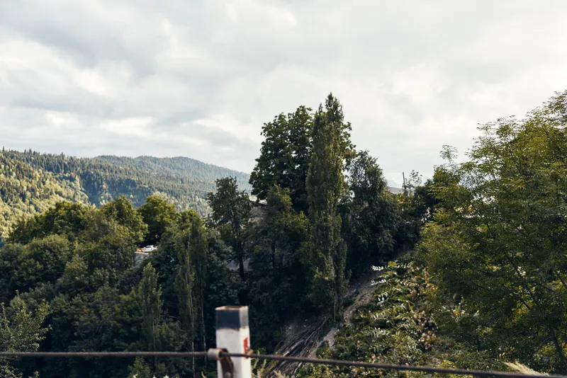 Forest and hillside landscape with tall trees and lush foliage visible from a roadside overlook, offering expansive nature scenery, daylight, and a sense of tranquility.