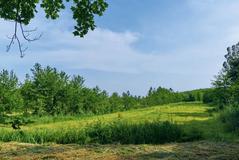 Meadow field grass trees nature landscape sky summer in a sunlit rural scene with rolling green pasture, wildflowers and distant woodland under a clear blue sky.