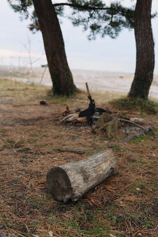 Log on sandy ground beside pine trees near a calm beach, campfire remnants and scattered wood, pine needles and weathered timber creating a tranquil rustic outdoor scene.