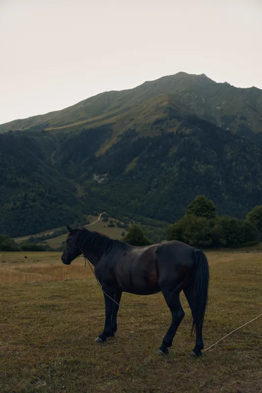 A solitary horse stands in an open meadow with rolling hills and distant mountains beneath a soft sky. The tranquil, rural scene highlights calm nature, wide space, and quiet freedom in a picturesque