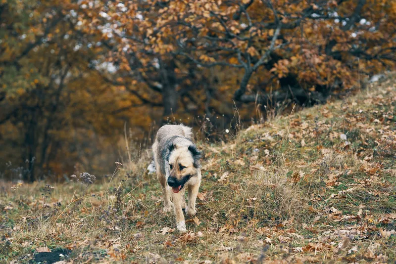 Уличная собака на прогулке, путешествия, дружба, свободный отдых