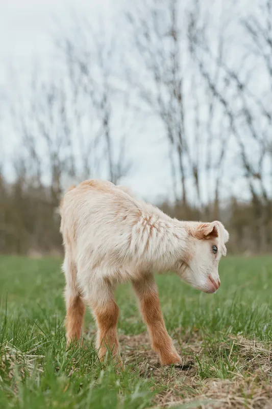 Goat kid grazes in a green pasture, curious gaze and soft coat, peaceful countryside scene with bare trees in the background, illustrating gentle farm life and natural wildlife.