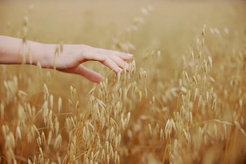 Человеческая рука держит колосья пшеницы на фоне солнца, природы, сельского хозяйства и растений
