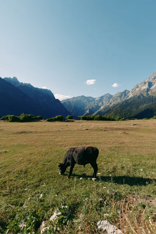 Cow grazing in a sunlit meadow with wide alpine valley and rugged mountains in background. Black cattle feeding on grass, open pasture landscape under clear blue sky.