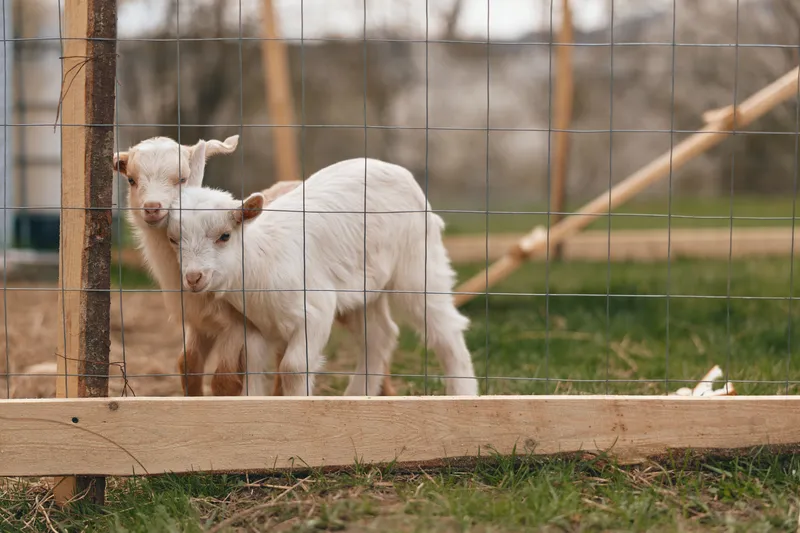 Two white goat kids stand near a wooden fence in a rural yard, daytime scene, gentle light, playful mood, curious gaze, calm companionship, outdoor lifestyle harmony