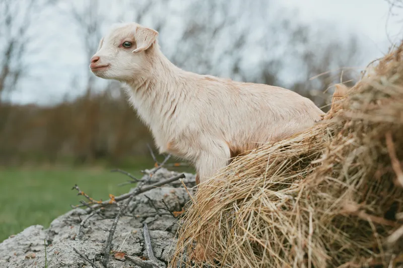Young white baby goat stands on a haystack in a rural field during a cloudy day, showing curious and calm behavior in a natural outdoor environment.