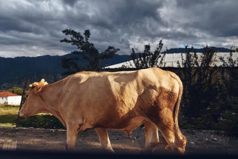 Cow cattle livestock farm rural pasture animal walking along country road beside barn under cloudy sky with distant mountain landscape outdoor scene