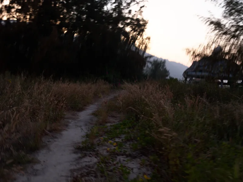 Narrow dirt path winding through tall grass and wild plants at dusk, with soft fading light and silhouettes of trees and a small structure in the background.