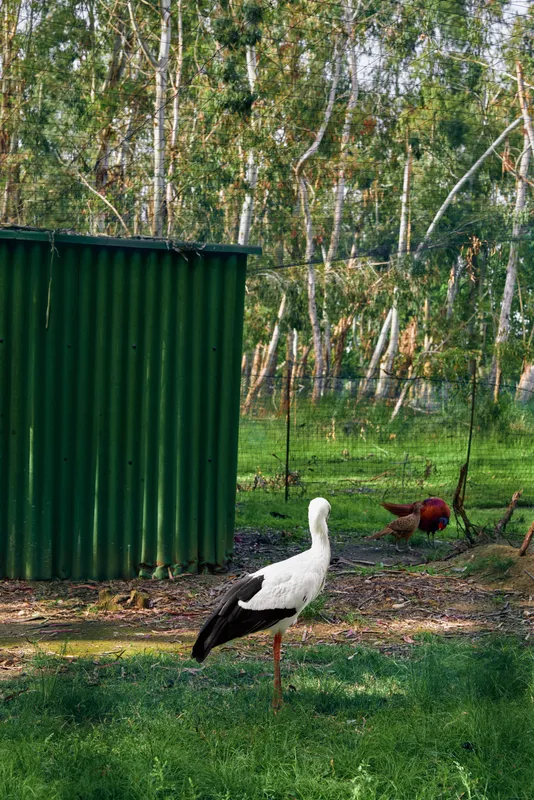 Stork and rooster with chicken in a farmyard near a green metal shed and wire fence, white bird standing on one leg on grass, birch trees and rural scenery in soft daylight.