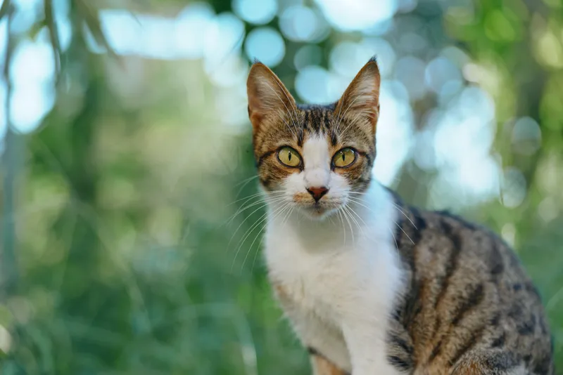 A curious domestic cat sits outdoors among green foliage, with bright eyes and erect ears, gazing toward the camera, conveying alertness, playfulness, and natural charm in a sunny setting.