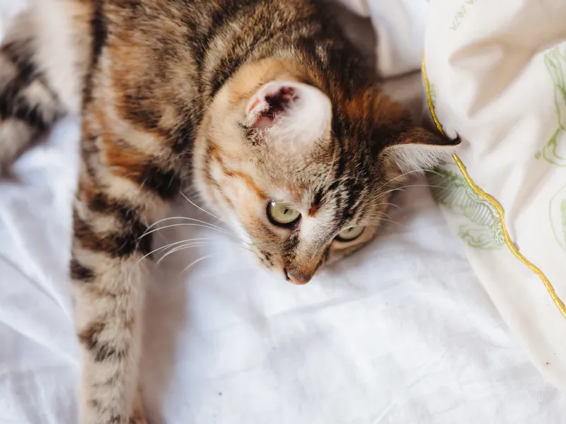 Маленький котенок лежит на кровати, игры и отдых животных