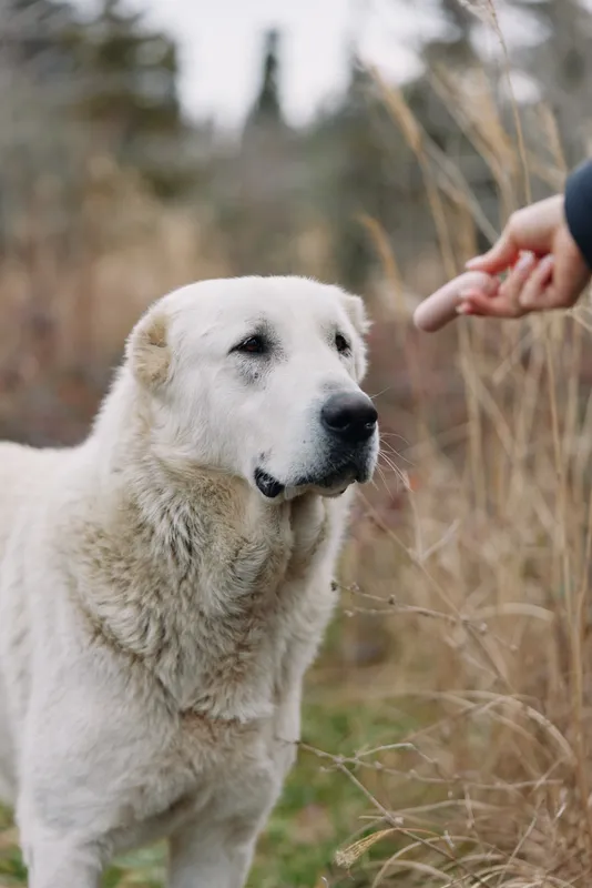 Dog, outdoor interaction with a gentle hand, calm pet in a grassy field, a white fluffy animal sharing a quiet moment with nature and a soft connection