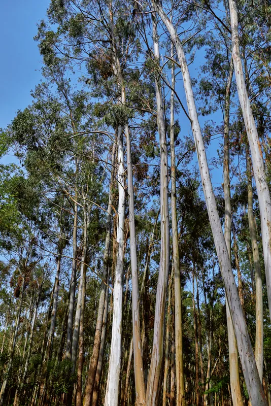 Trees forest eucalyptus trunks canopy sky in a vertical view of tall gum trees with pale peeling bark and leafy crowns against a clear blue sky in serene woodland.