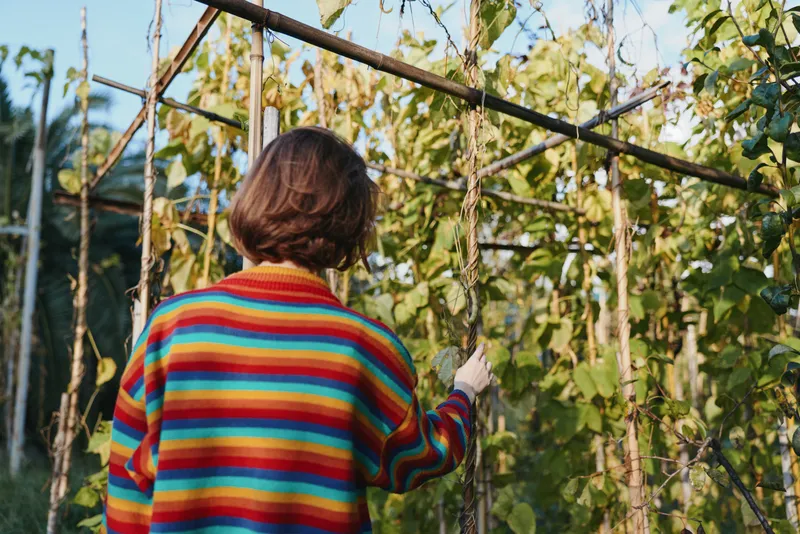Person woman in a colorful striped sweater touches a climbing vine on a wooden trellis in a home garden, back view among green plants and foliage in natural daylight outdoor scene